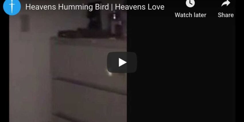 Heavens Hummingbird