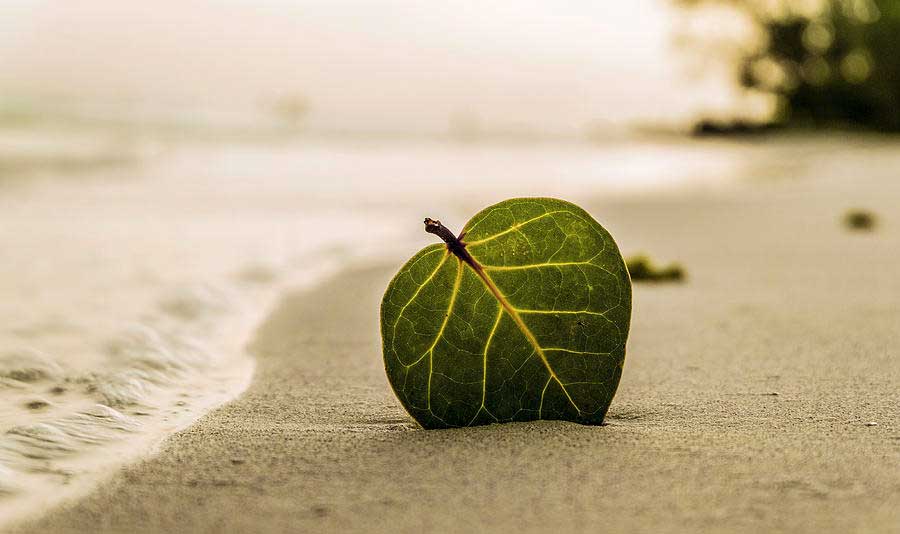 leaf-beach