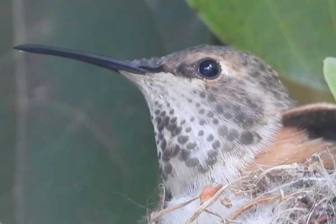 Hummingbird Building Its Nest