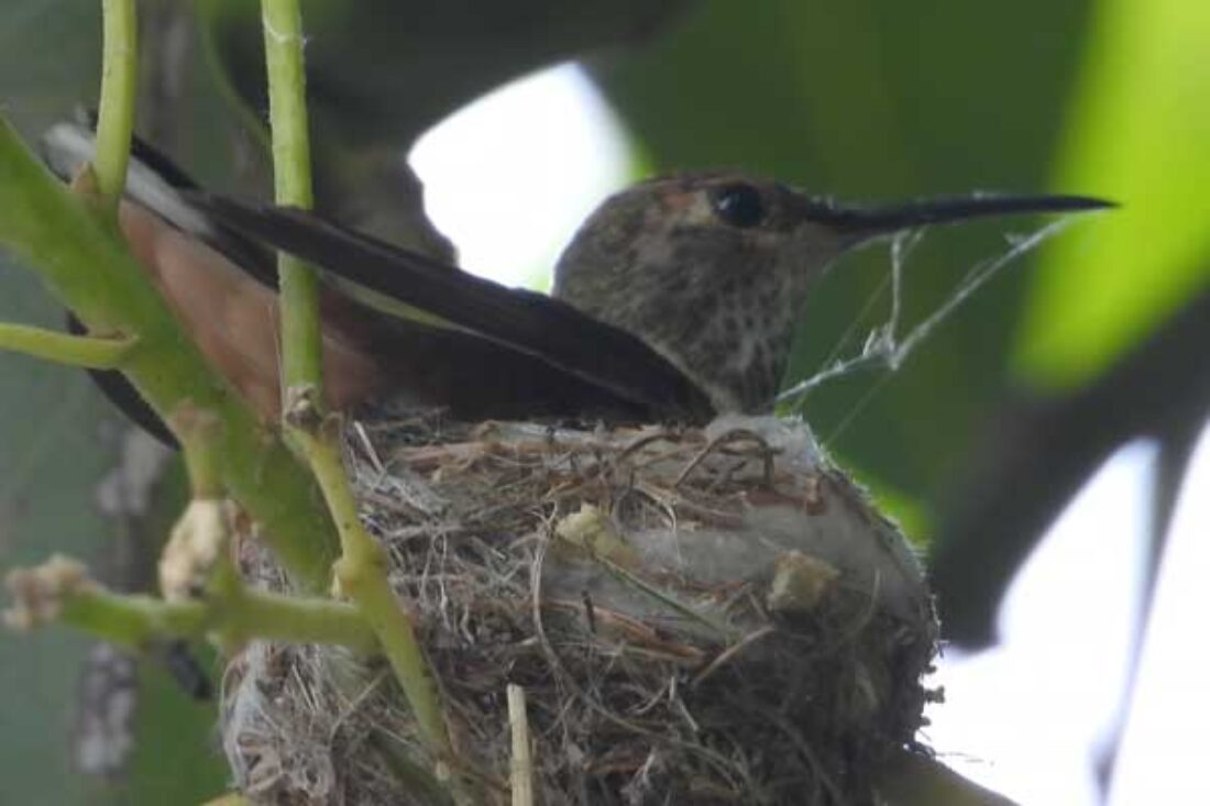 Hummingbird Building Its Nest