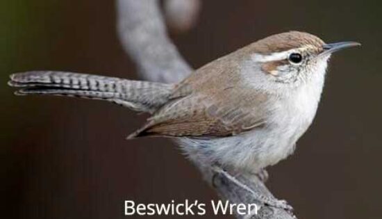 bewicks-wren3